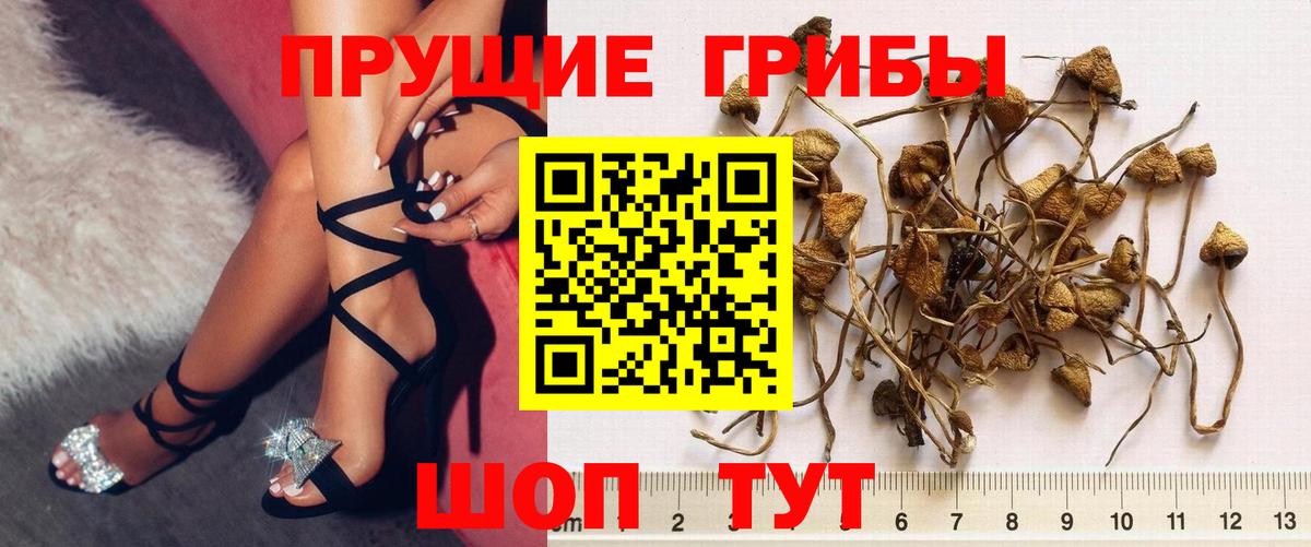Псилоцибиновые грибы Psilocybine cubensis  Вход с VPN  что такое   Кингисепп 